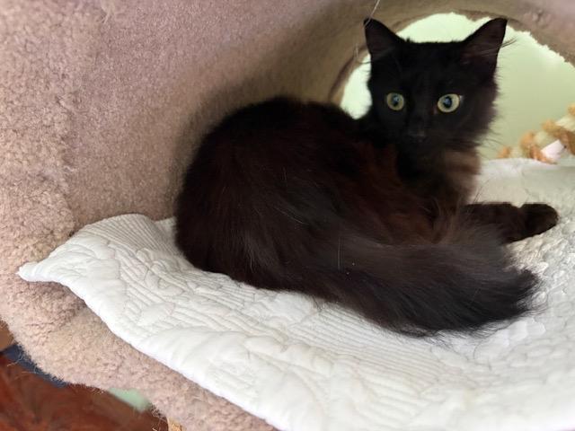 Enlarge EVE, a ADOPTABLE mixed breed in Churchville, PA image 3/3