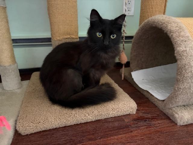 EVE, ADOPTABLE, Young Female Maine Coon & Domestic Long Hair.