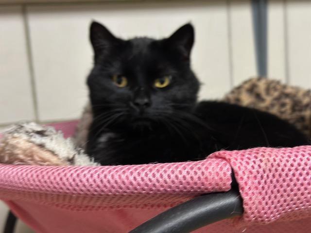 Gem, Adoptable, Young Female Domestic Short Hair.