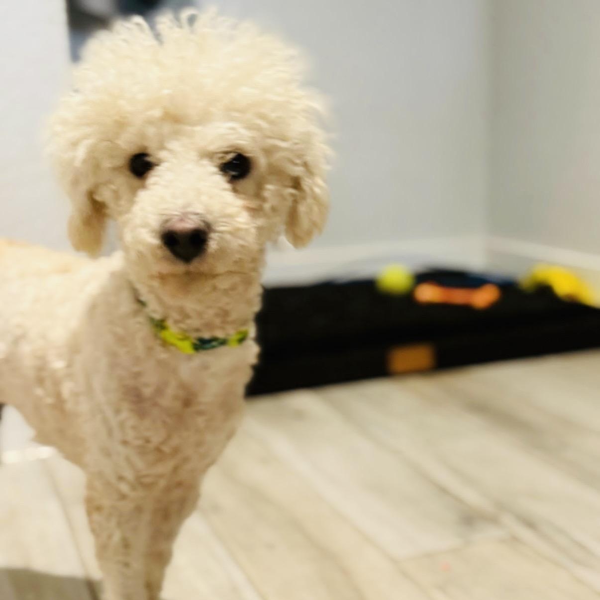 Enlarge Max, a ADOPTABLE mixed breed in Austin, TX image 3/6