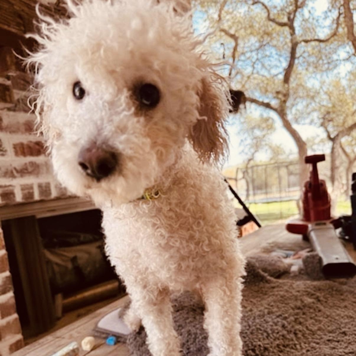 Enlarge Max, a ADOPTABLE mixed breed in Austin, TX image 6/6