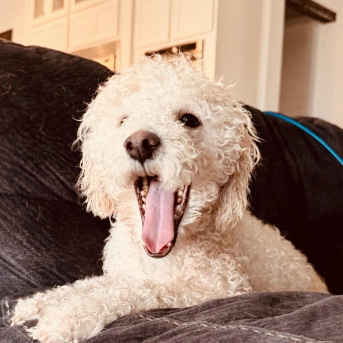 Max, ADOPTABLE, Young Male Miniature Poodle & Bichon Frise.