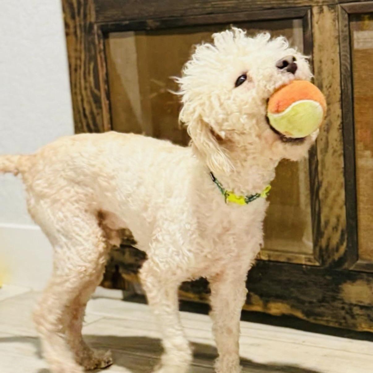 Enlarge Max, a ADOPTABLE mixed breed in Austin, TX image 5/6