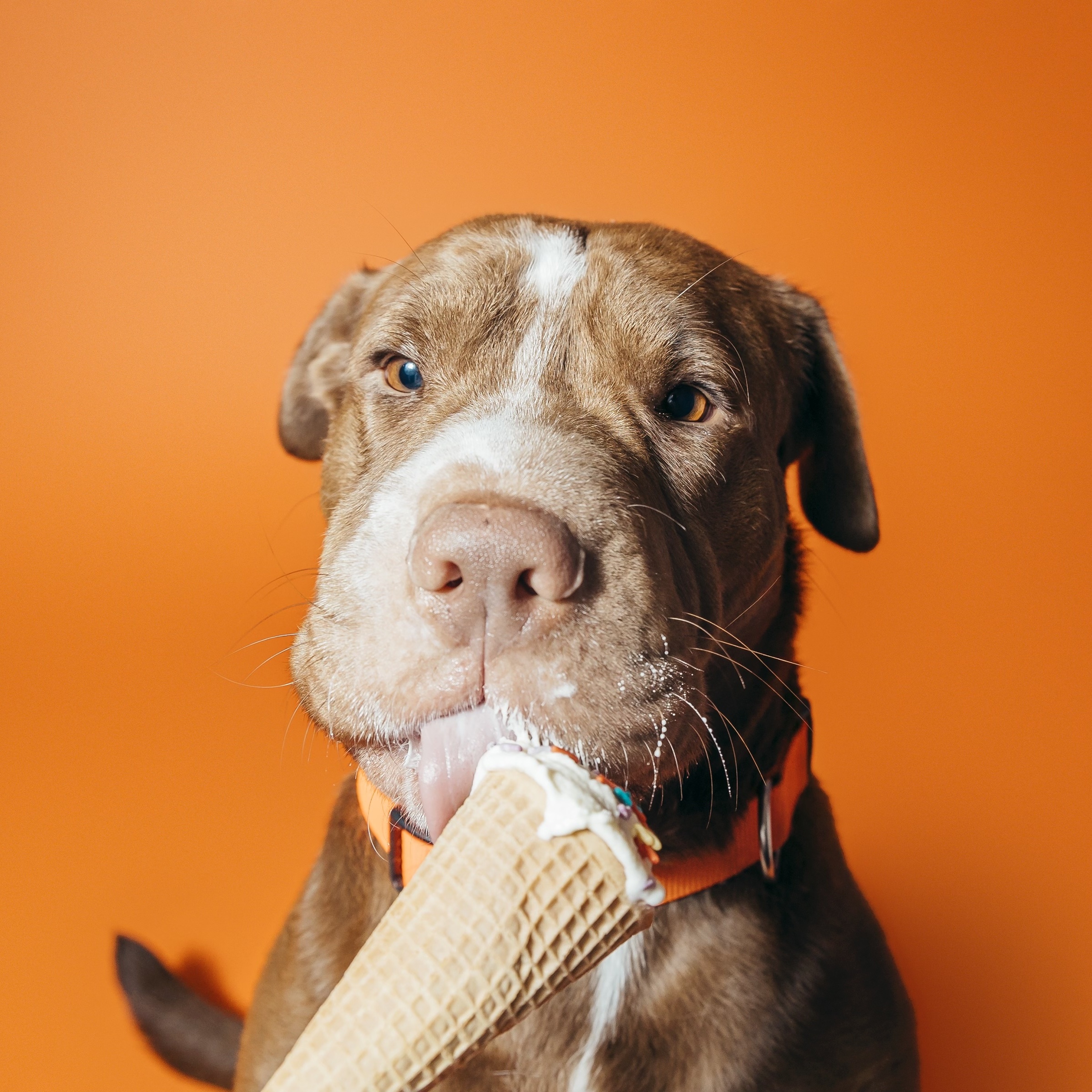 Miss Wiggles, a Adoptable Shar-Pei in Darien Center, NY image 5/6