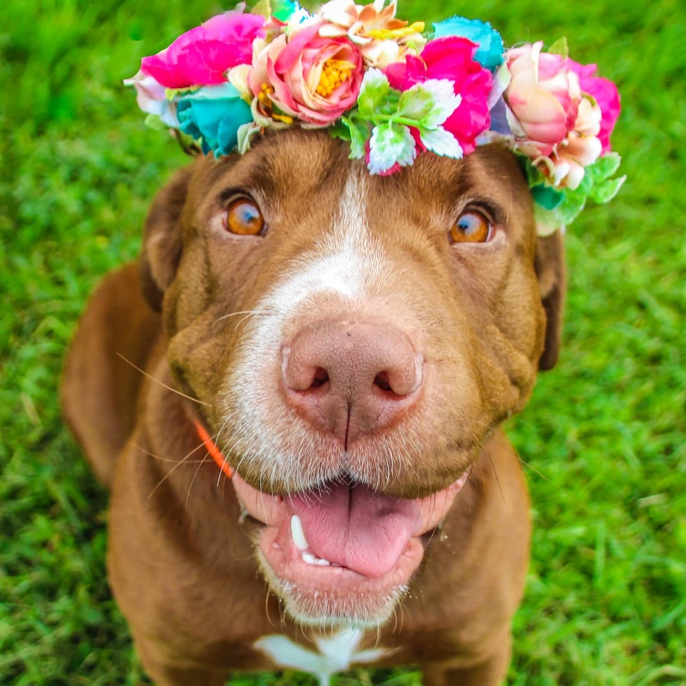 Miss Wiggles, a Adoptable Shar-Pei in Darien Center, NY image 1/6