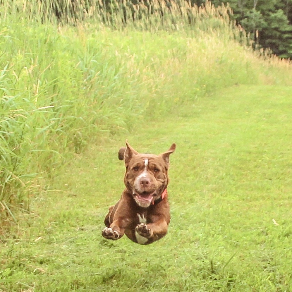 Miss Wiggles, a Adoptable Shar-Pei in Darien Center, NY image 3/6