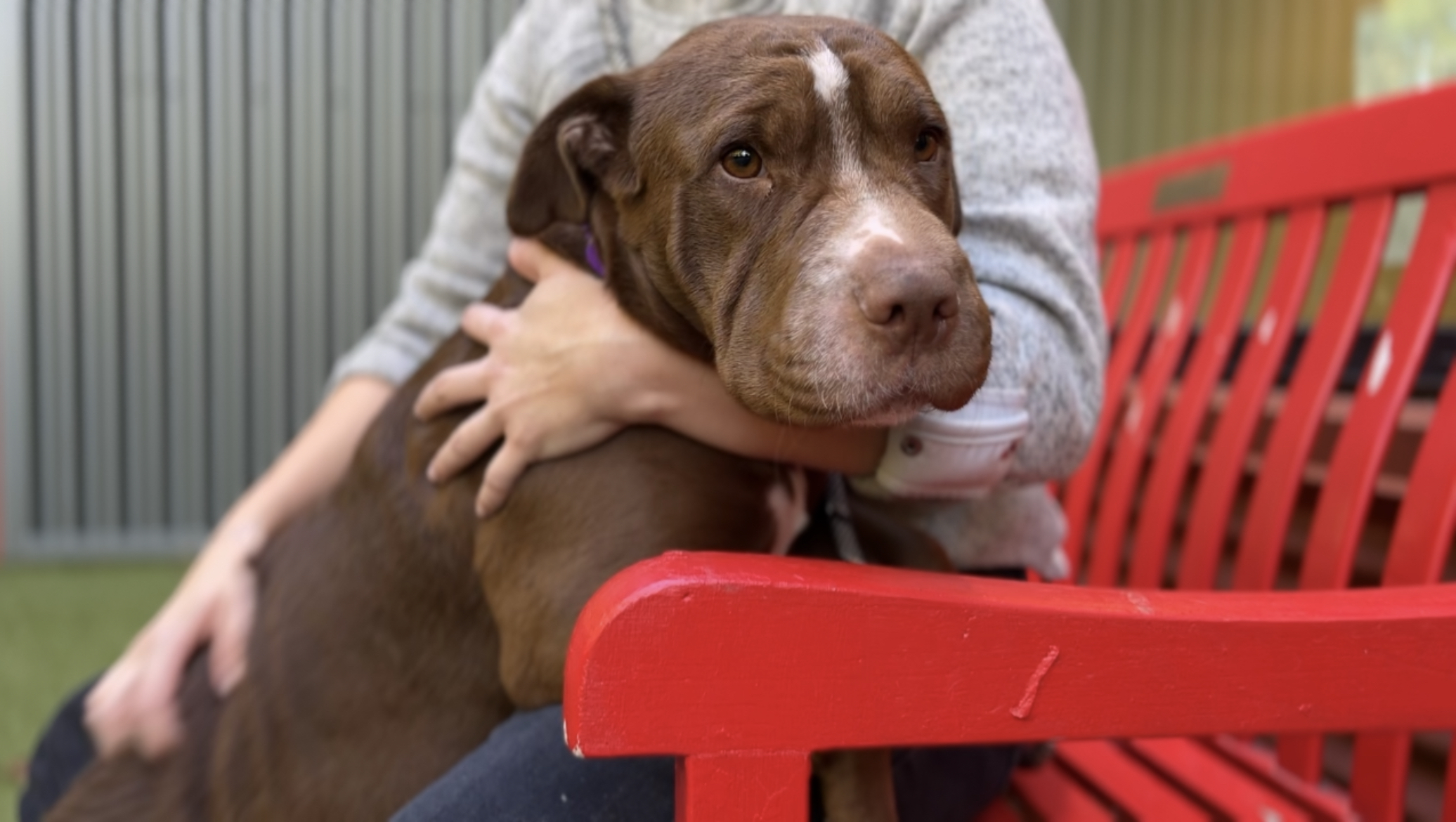 Miss Wiggles, a Adoptable Shar-Pei in Darien Center, NY image 6/6