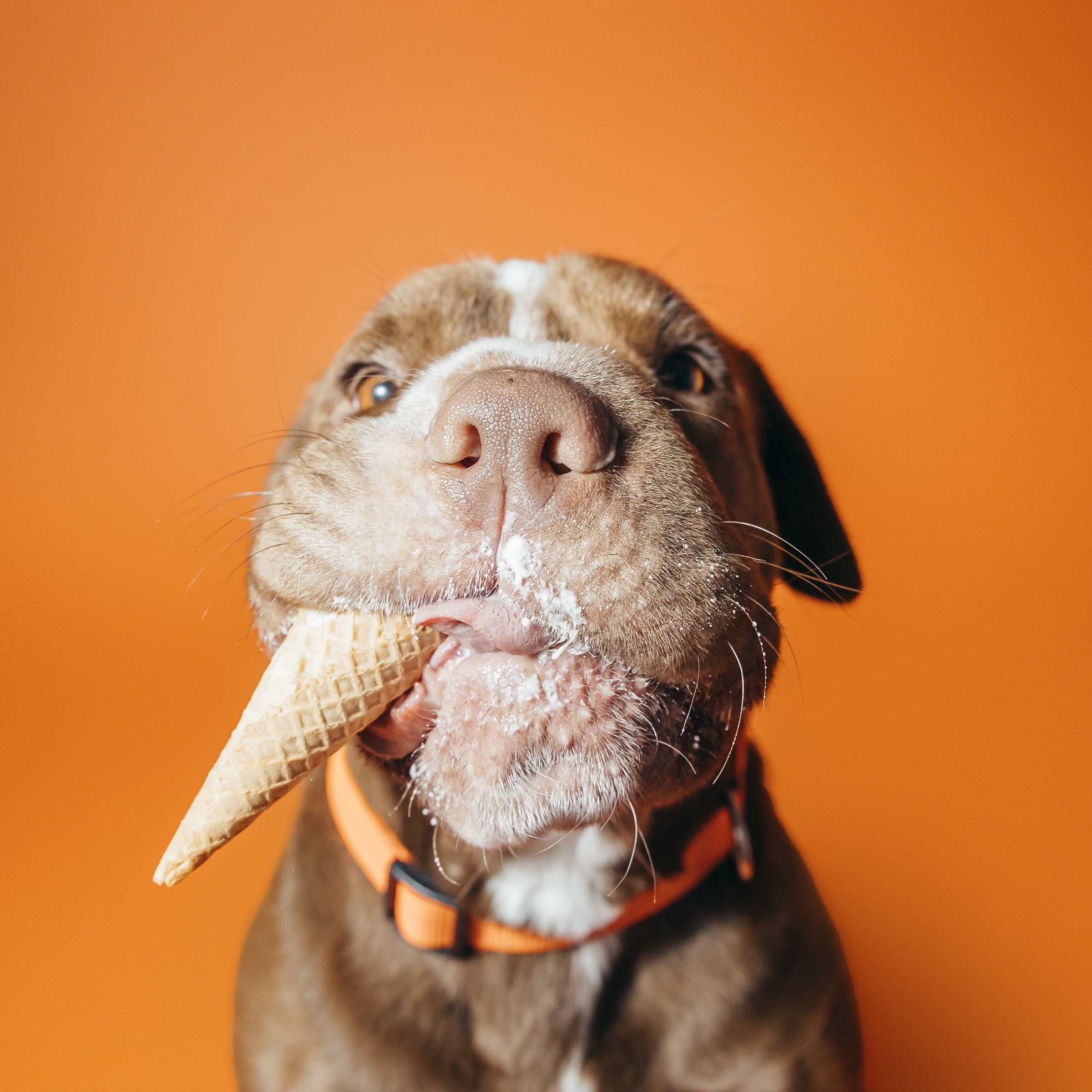 Miss Wiggles, a Adoptable Shar-Pei in Darien Center, NY image 2/6