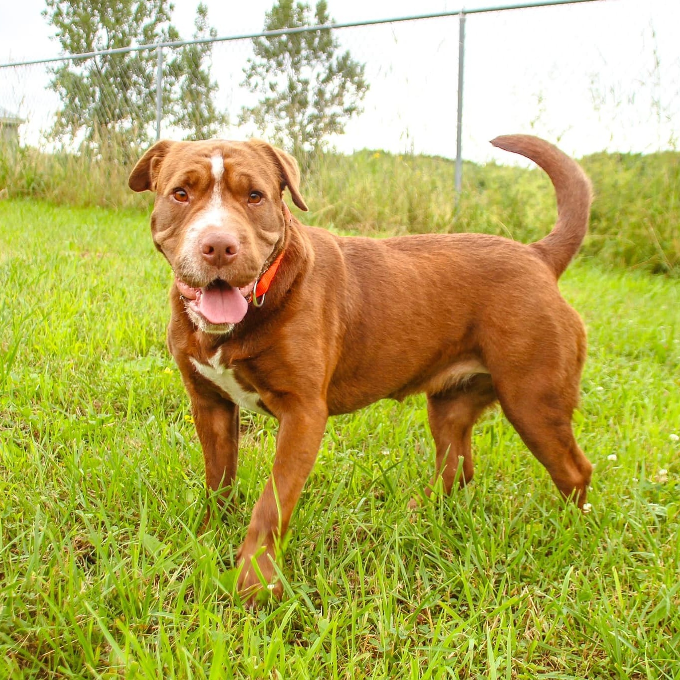 Miss Wiggles, a Adoptable Shar-Pei in Darien Center, NY image 4/6