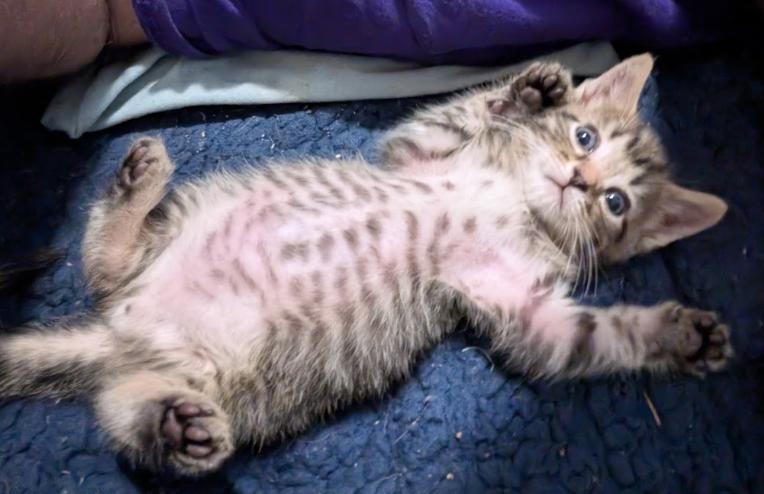 Paprika, Adopted, Kitten Male Domestic Short Hair.