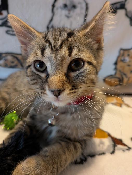 Enlarge Paprika, a Adopted Domestic Short Hair in Indianapolis, IN image 2/3