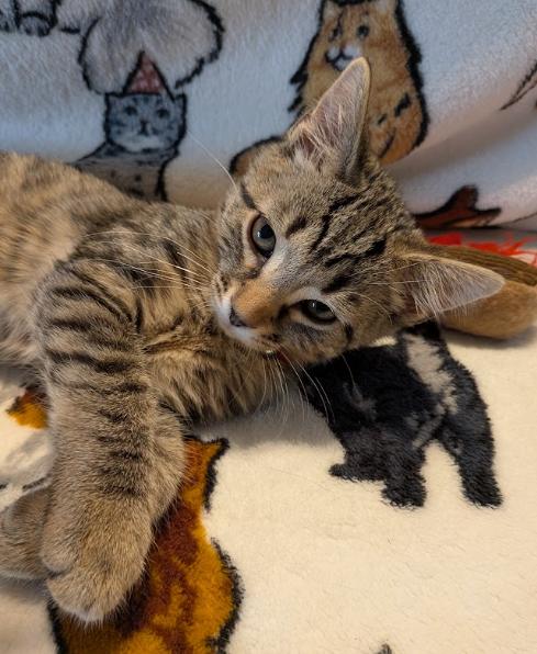 Enlarge Paprika, a Adopted Domestic Short Hair in Indianapolis, IN image 3/3