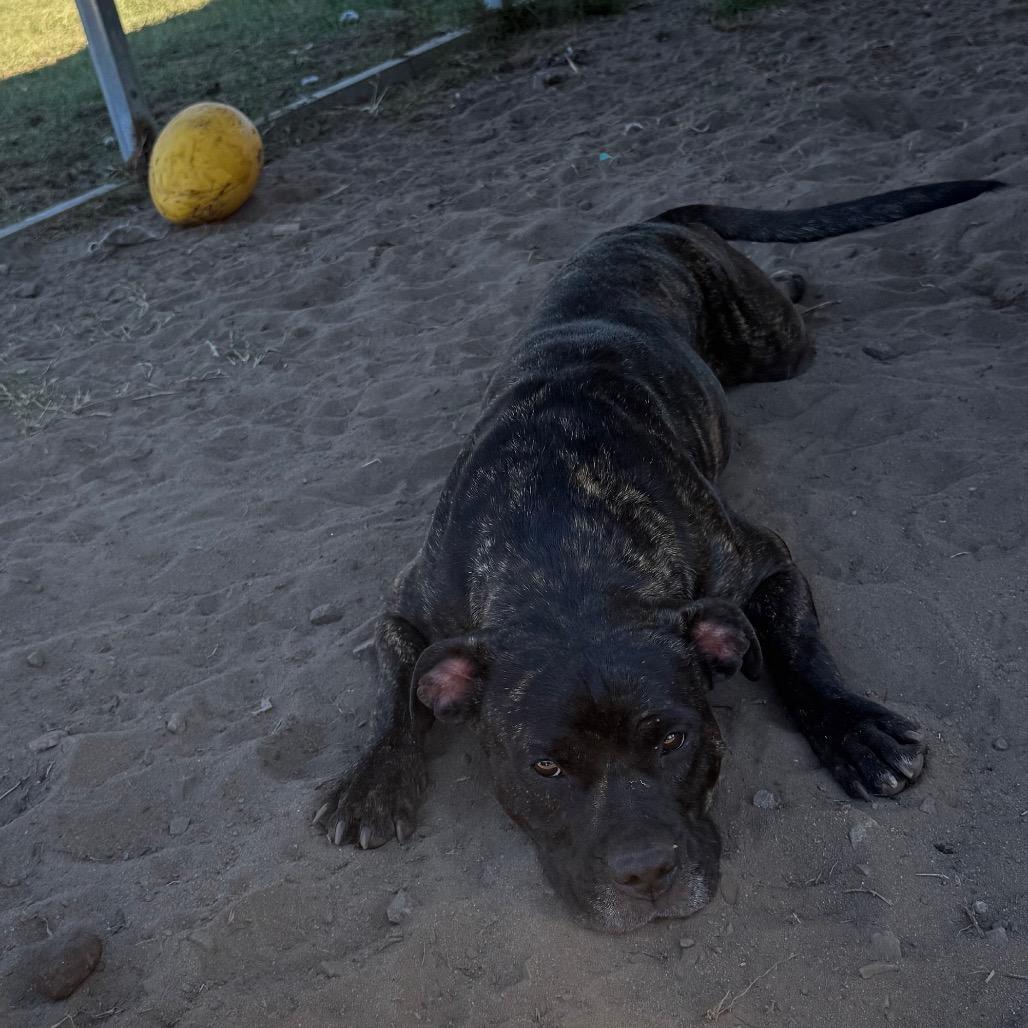 Willow 6, Adoptable, Adult Female Mixed Breed.