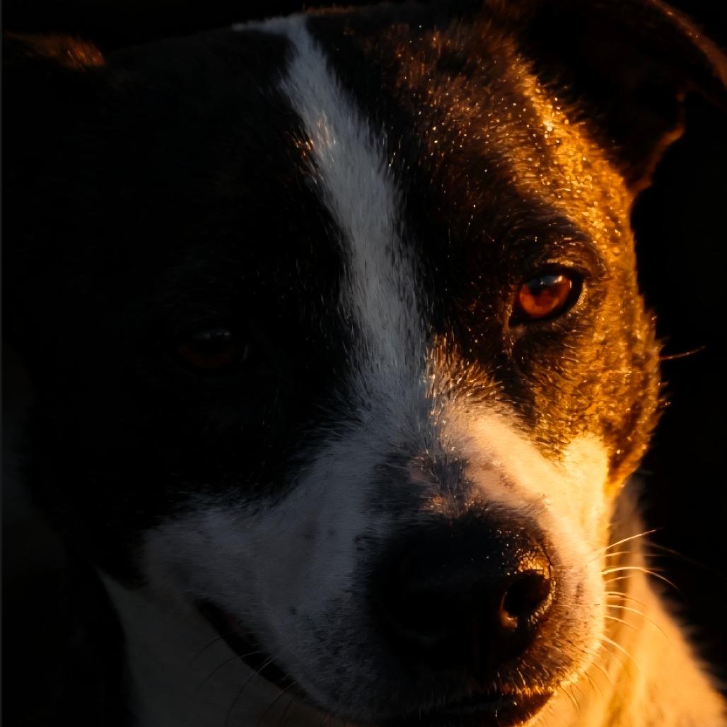 Enlarge Skedaddle, a Adoptable mixed breed in Wickenburg, AZ image 3/3