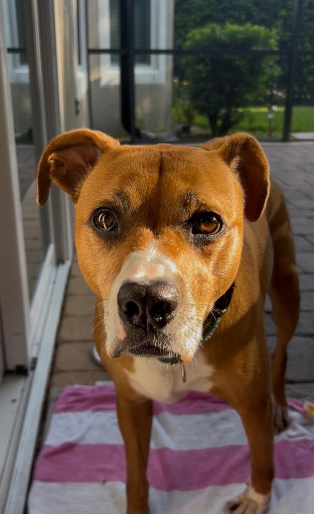 Olivia, Adoptable, Adult Female Boxer & Terrier.