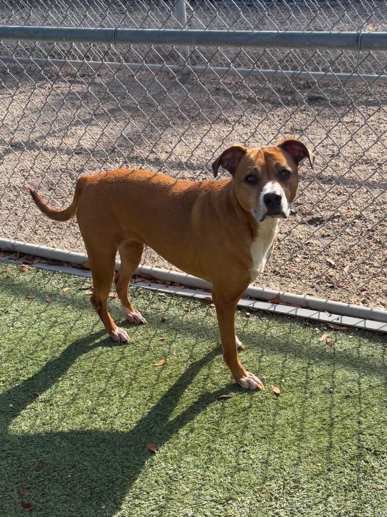 Olivia, Adoptable, Adult Female Labrador Retriever & Terrier.