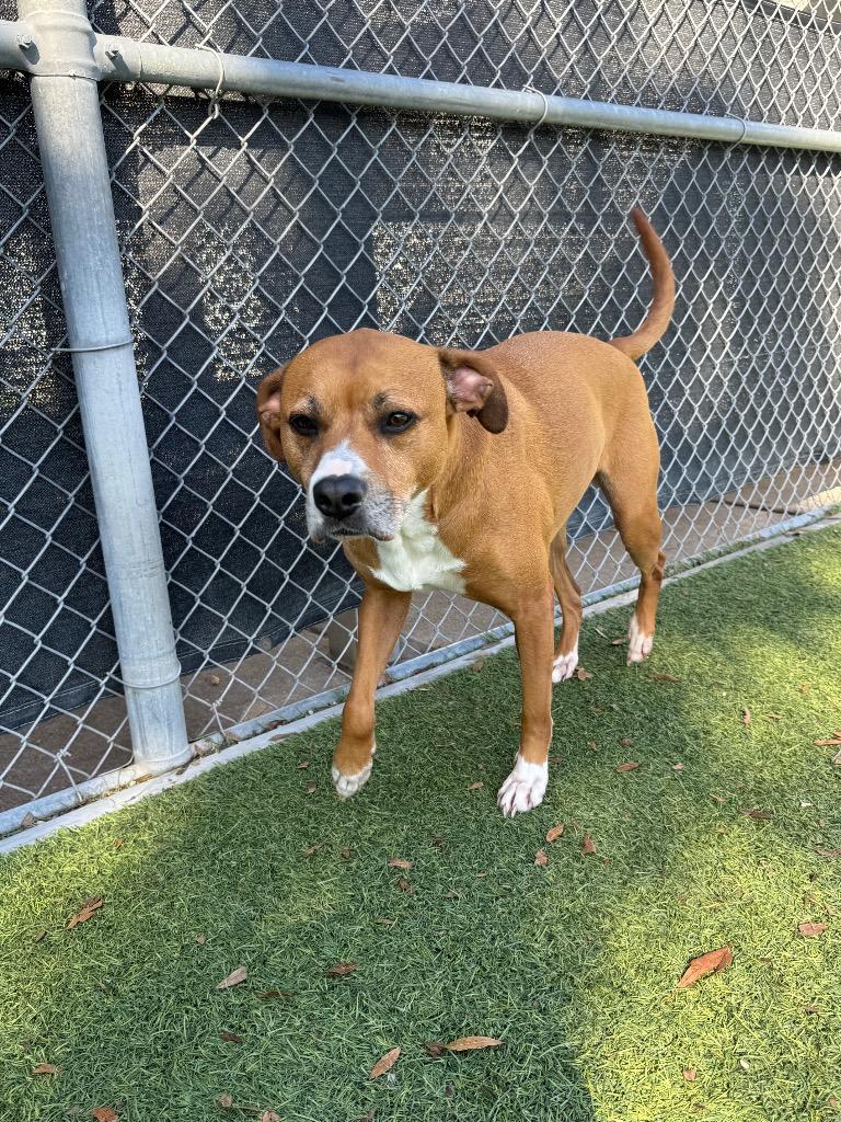 Olivia, Adoptable, Adult Female Labrador Retriever & Terrier.