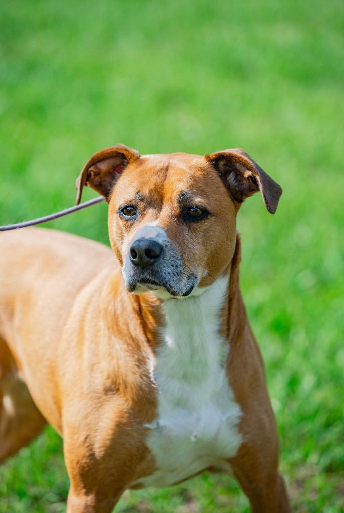Olivia, a Adoptable mixed breed in Orlando, FL image 2/6