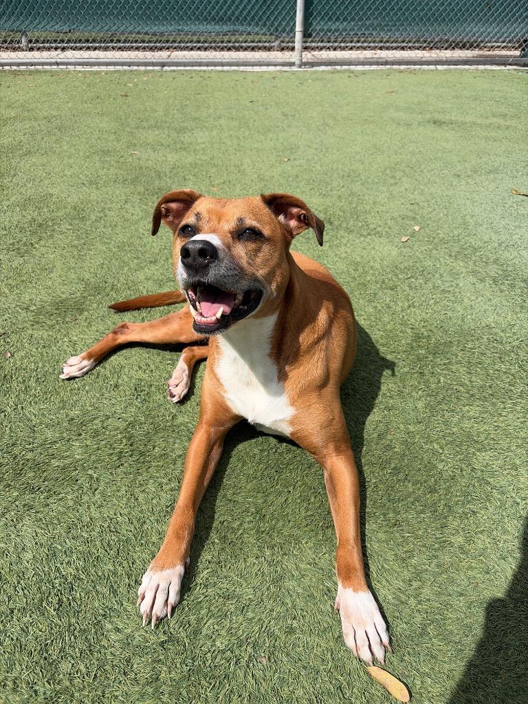 Enlarge Olivia, a Adoptable mixed breed in Orlando, FL image 2/4