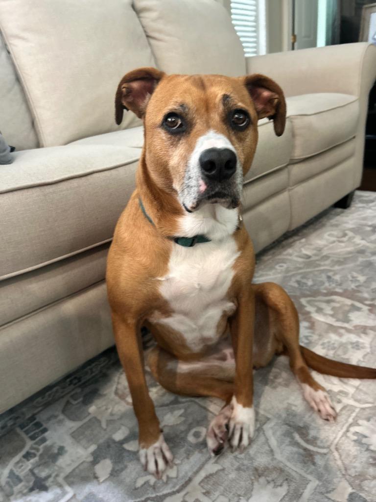 Olivia, a Adoptable mixed breed in Orlando, FL image 3/6
