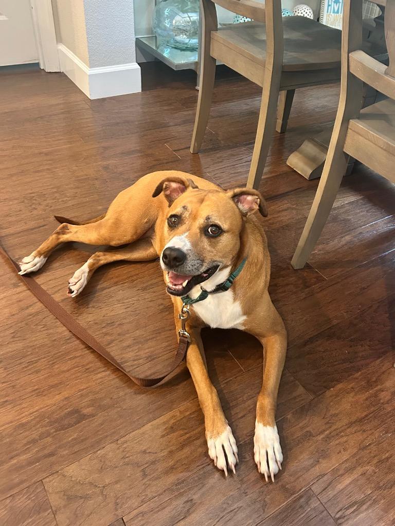 Olivia, a Adoptable mixed breed in Orlando, FL image 4/6