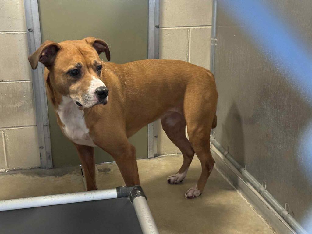 Olivia, a Adoptable mixed breed in Orlando, FL image 2/4