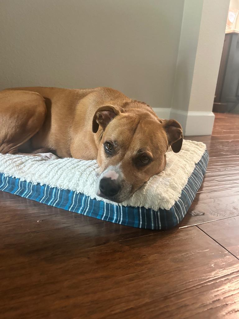 Olivia, a Adoptable mixed breed in Orlando, FL image 5/6