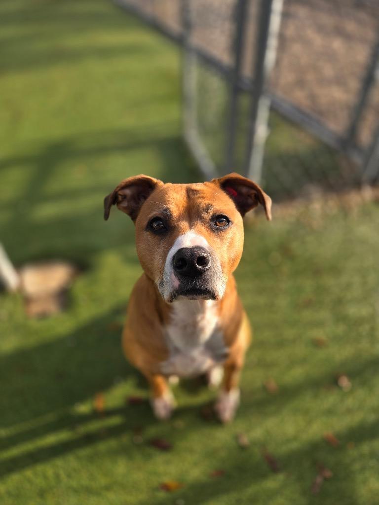 Enlarge Olivia, a Adoptable mixed breed in Orlando, FL image 3/4