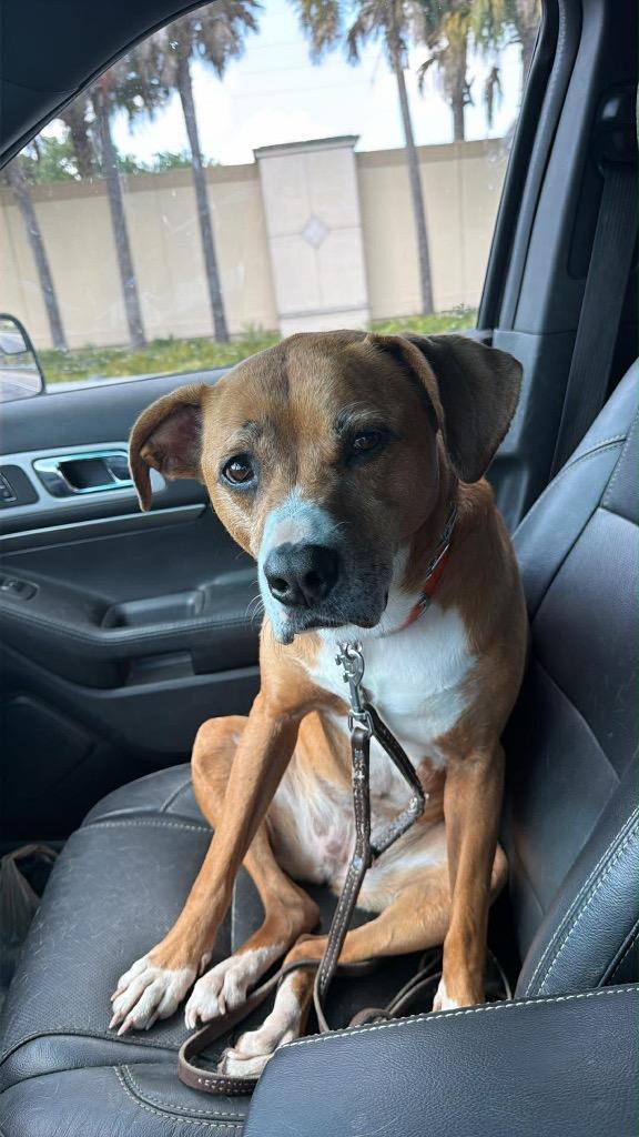 Enlarge Olivia, a Adoptable mixed breed in Orlando, FL image 3/4