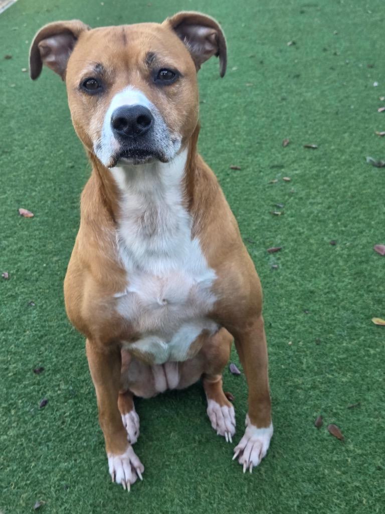 Olivia, a Adoptable mixed breed in Orlando, FL image 4/4