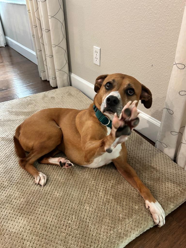 Olivia, a Adoptable mixed breed in Orlando, FL image 6/6