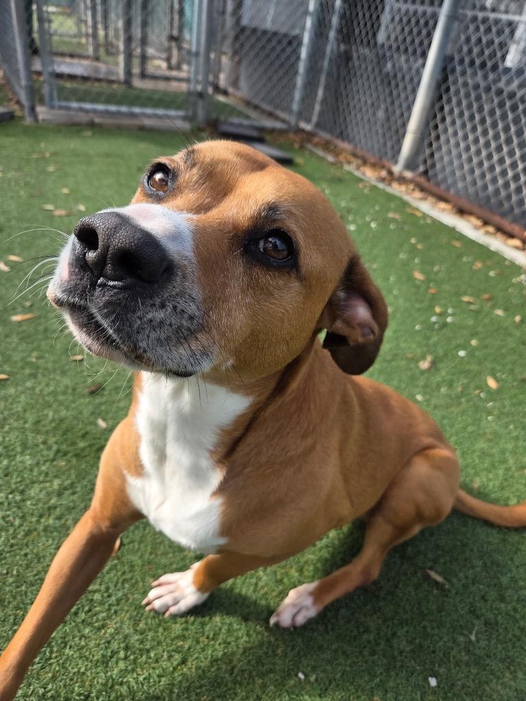 Enlarge Olivia, a Adoptable mixed breed in Orlando, FL image 4/4