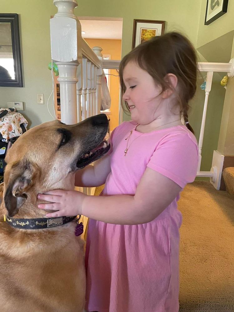 Merle, Adoptable, Adult Male German Shepherd Dog.