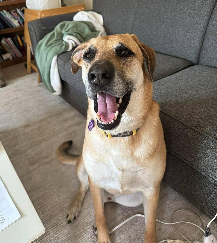 Enlarge Merle, a Adoptable mixed breed in Madison, WI image 3/6