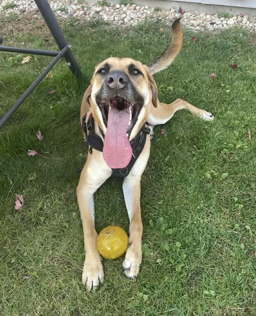 Merle, a Adoptable mixed breed in Madison, WI image 5/6