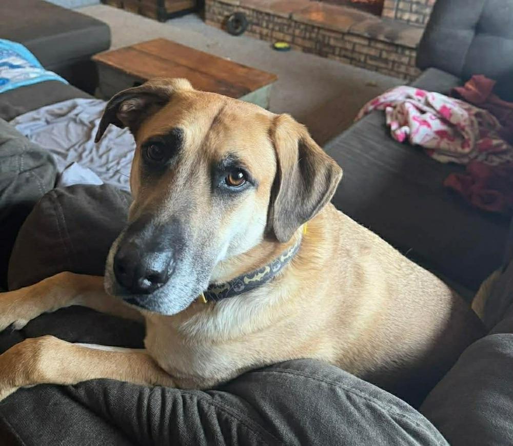 Merle, a Adoptable mixed breed in Madison, WI image 6/6