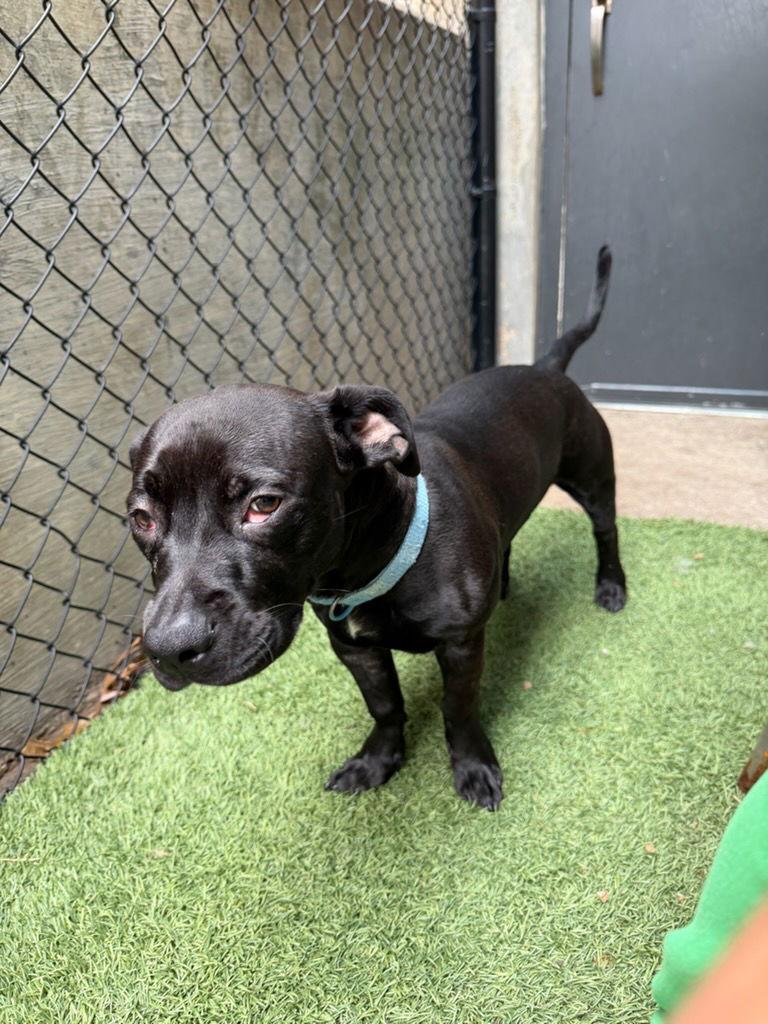 Dior, Adoptable, Young Male Pit Bull Terrier.