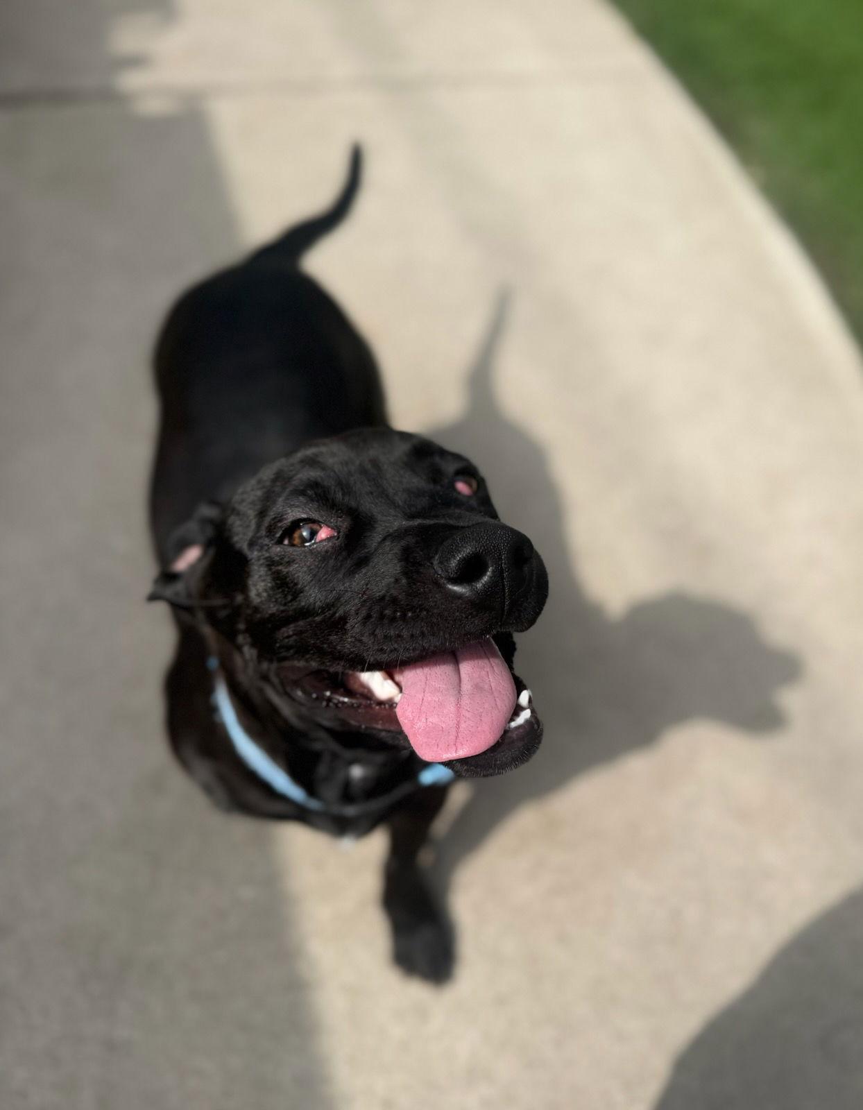 Enlarge Dior, a Adoptable Pit Bull Terrier in Dallas, TX image 2/3