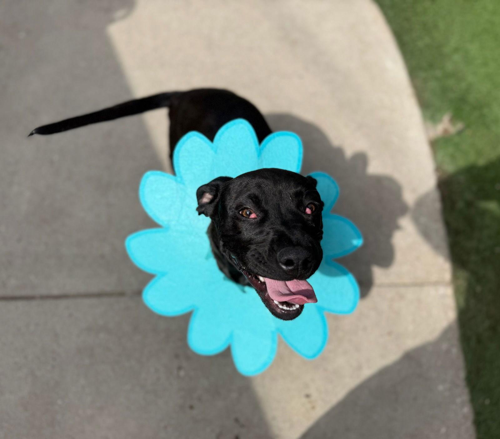 Enlarge Dior, a Adoptable Pit Bull Terrier in Dallas, TX image 3/3