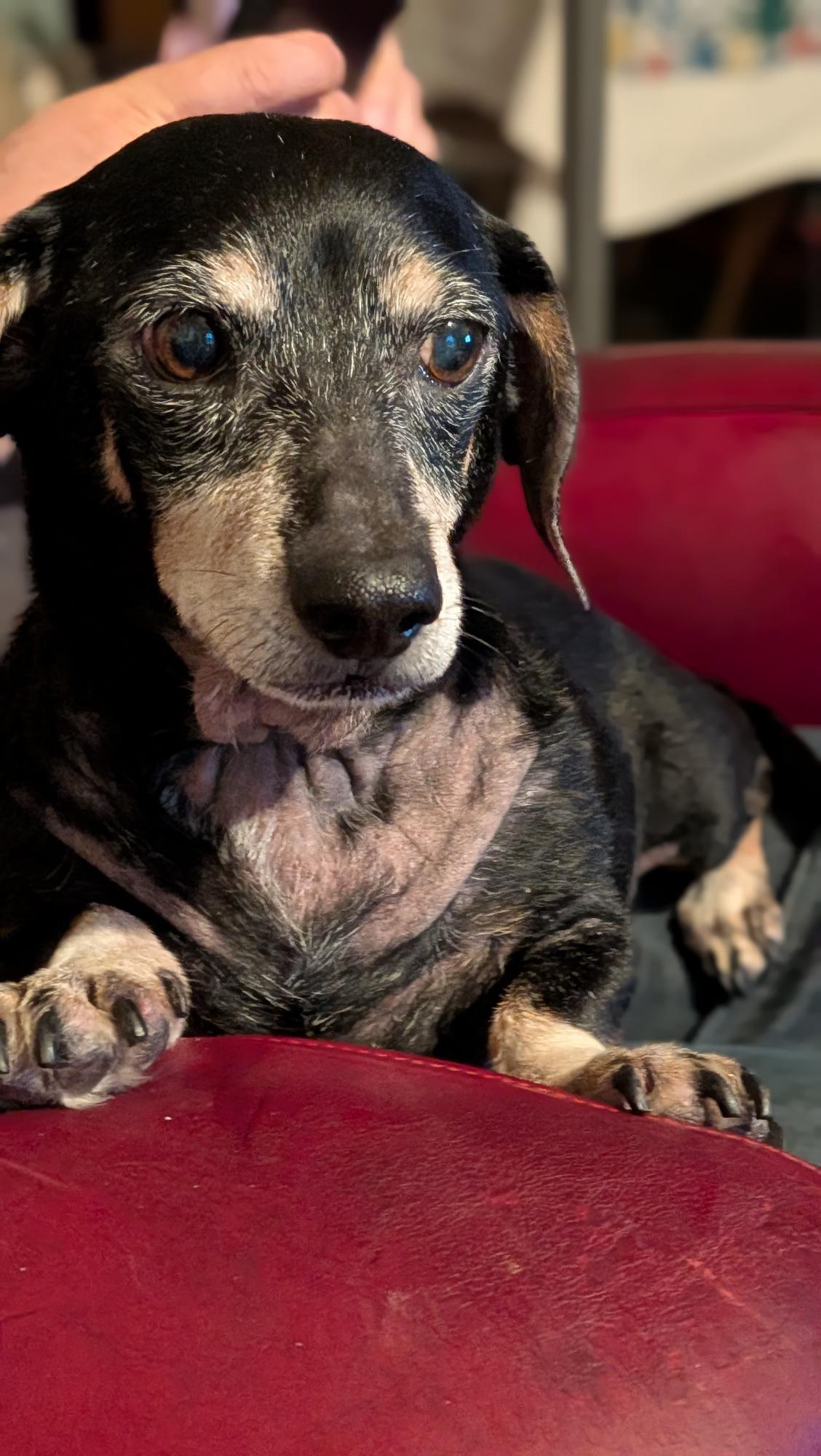 Sir William, a Adoptable Dachshund in Austin, TX image 1/3