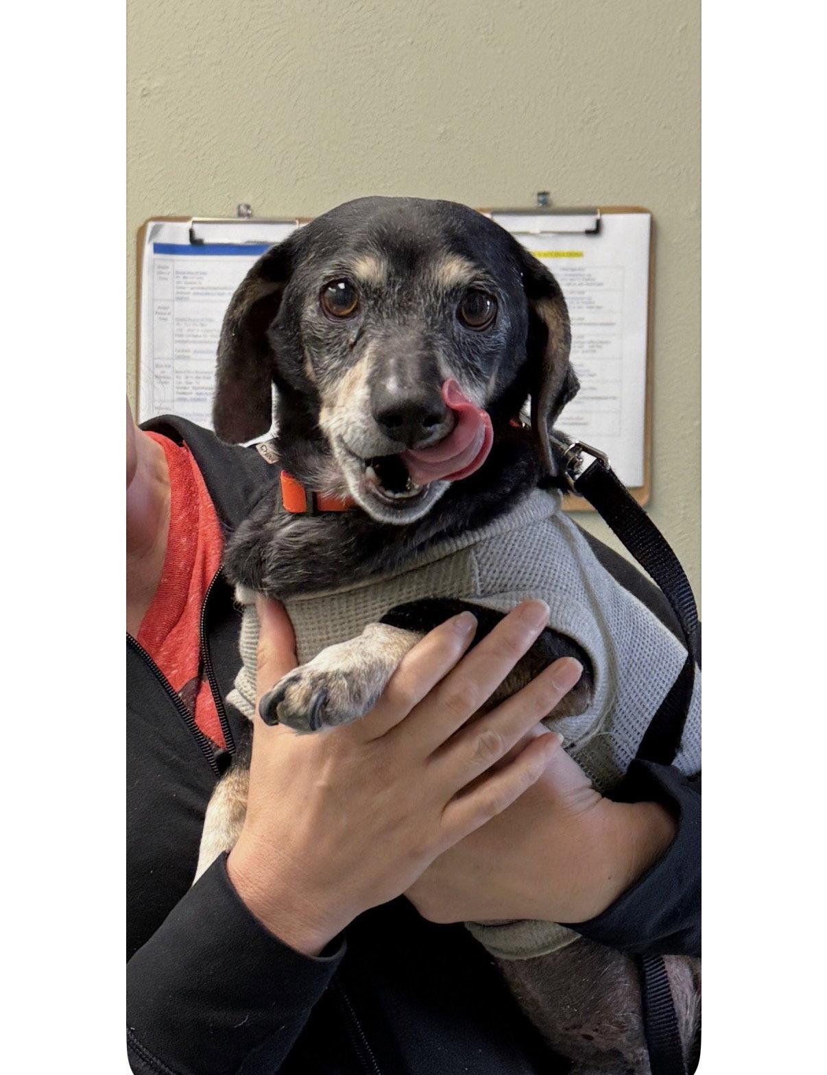 Sir William, Adoptable, Senior Male Dachshund.