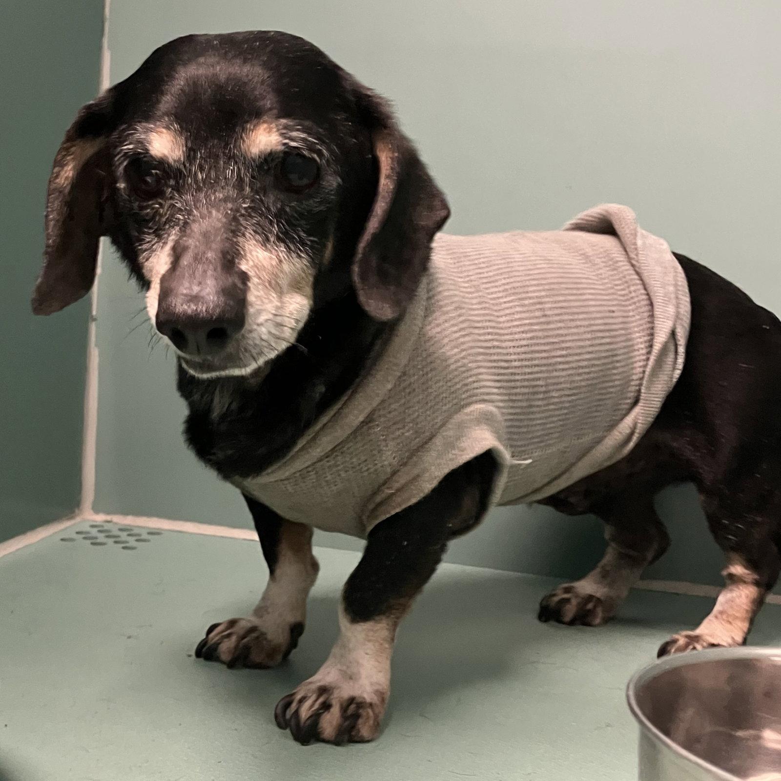 Enlarge Sir William, a Adoptable Dachshund in Austin, TX image 2/3