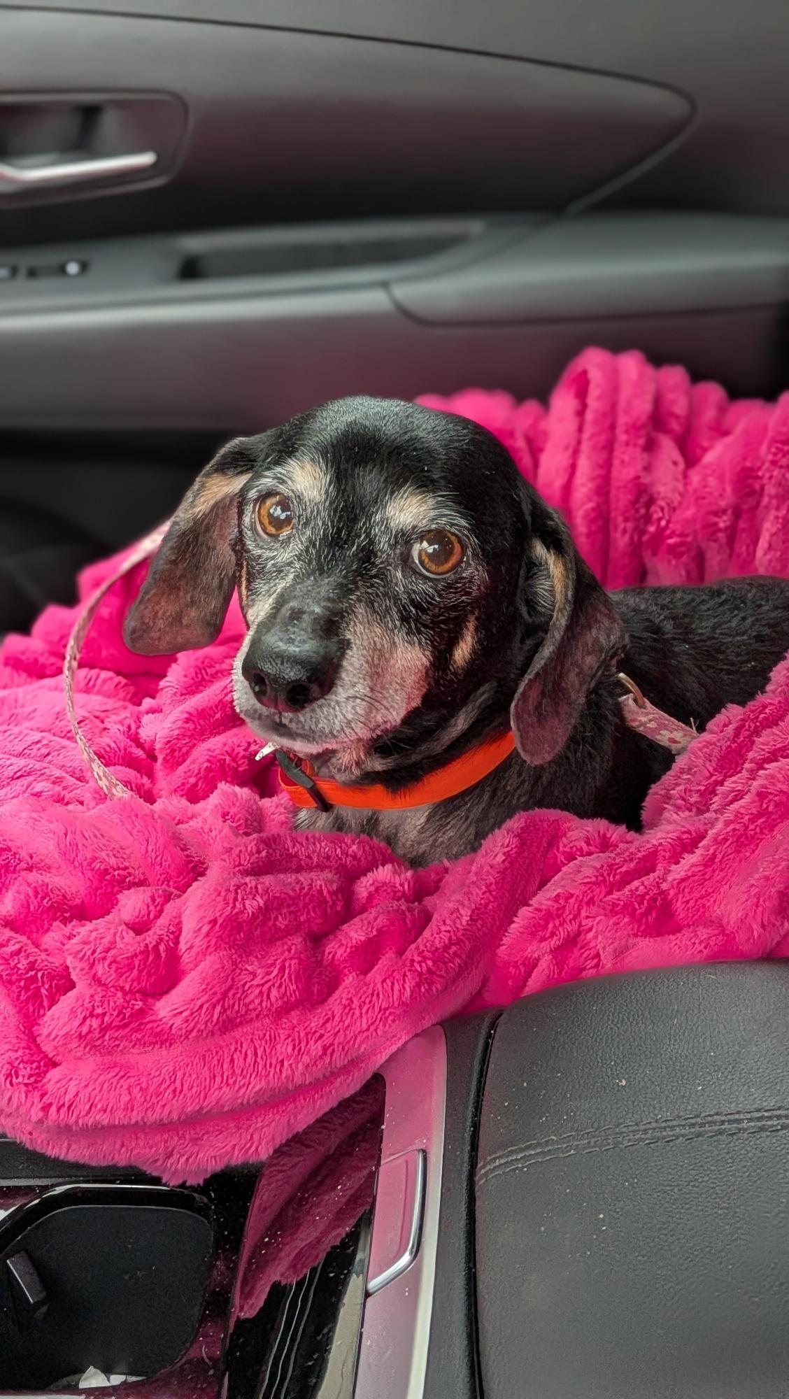 Sir William, Adoptable, Senior Male Dachshund.