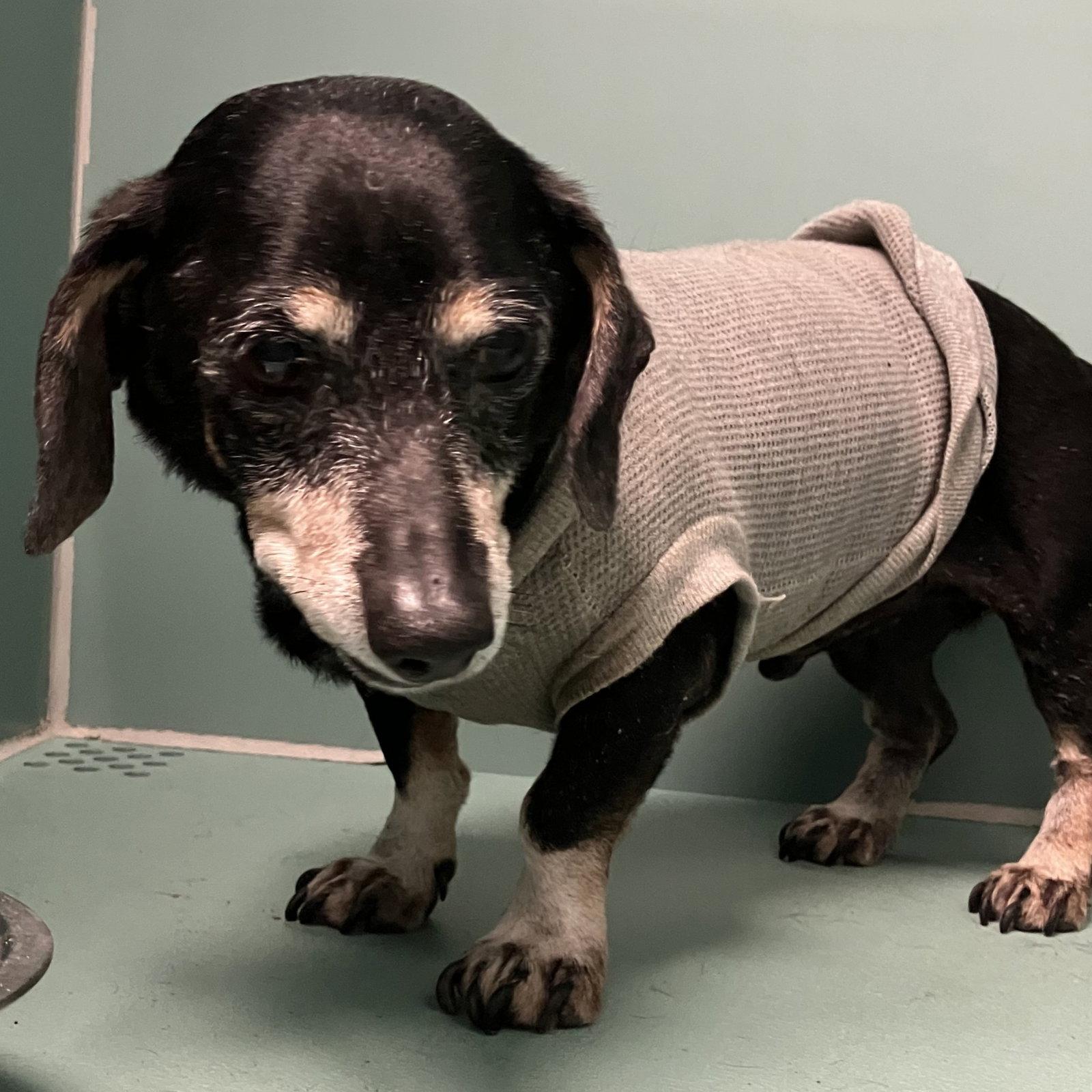 Enlarge Sir William, a Adoptable Dachshund in Austin, TX image 3/3