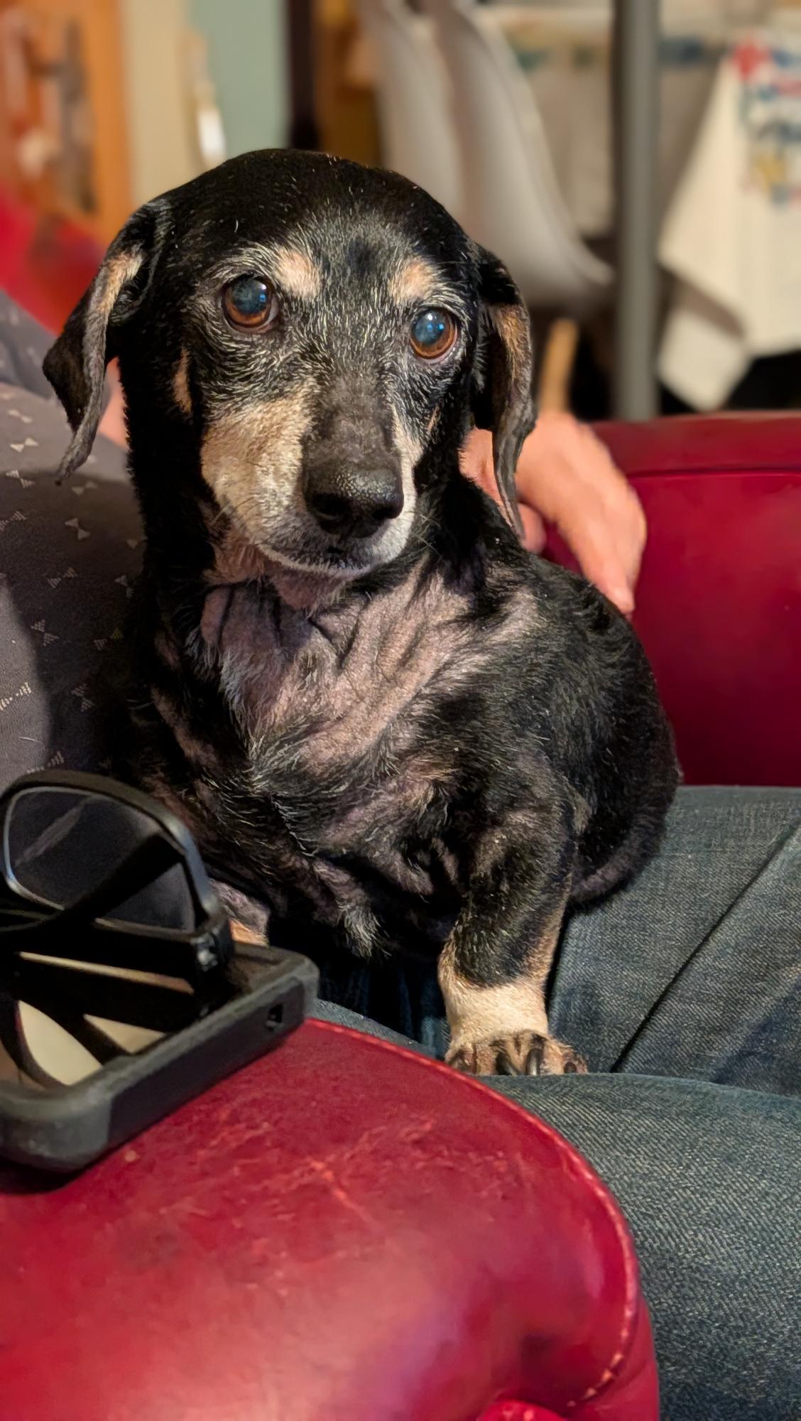 Sir William, a Adoptable Dachshund in Austin, TX image 3/3