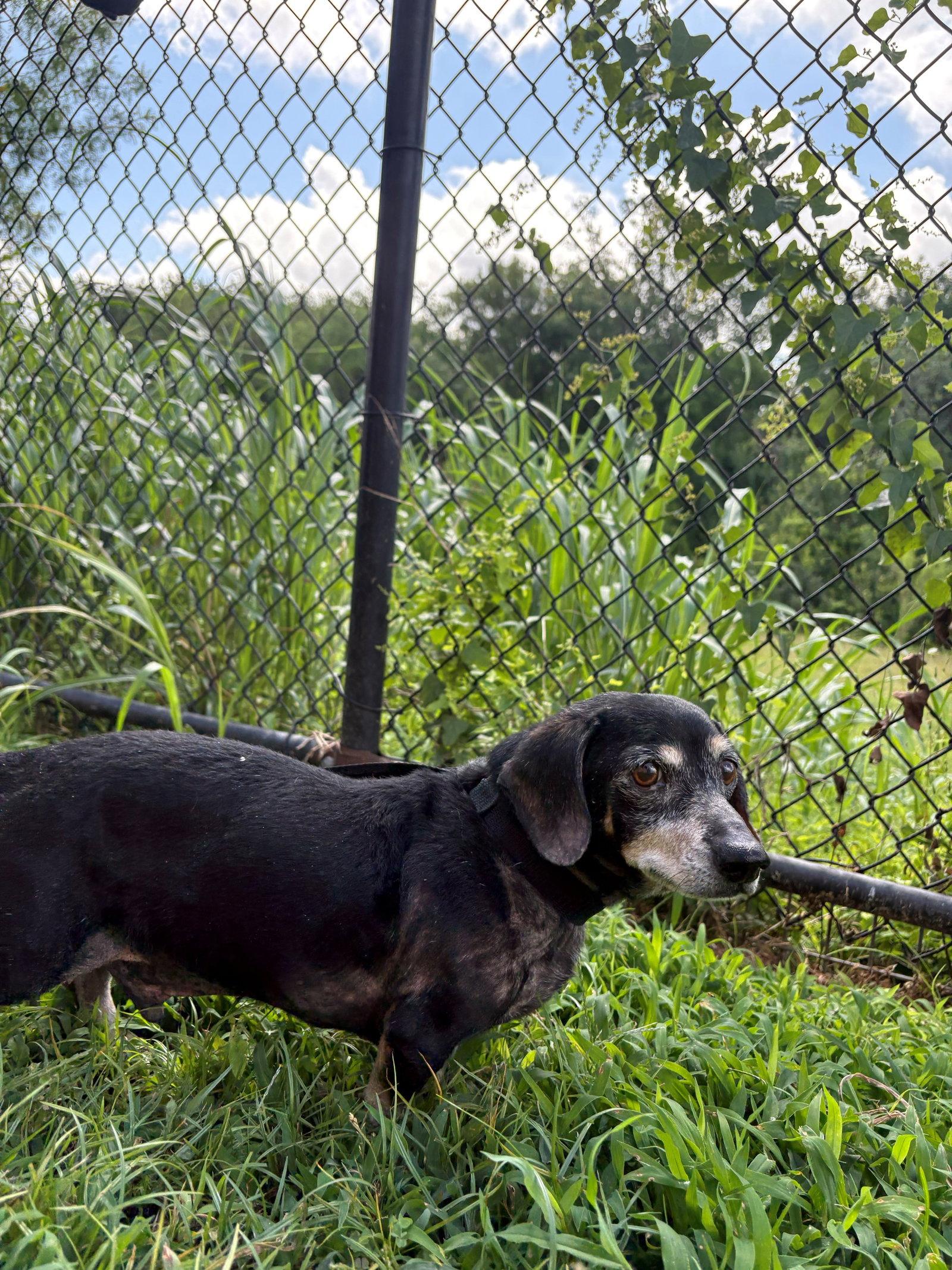 Enlarge Sir William, a Adoptable Dachshund in Austin, TX image 3/3