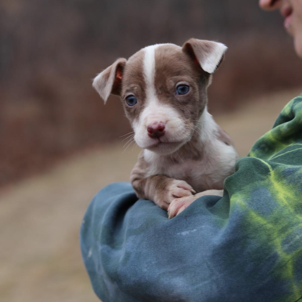 CT Festus, Adoptable, Puppy Male Catahoula Leopard Dog.