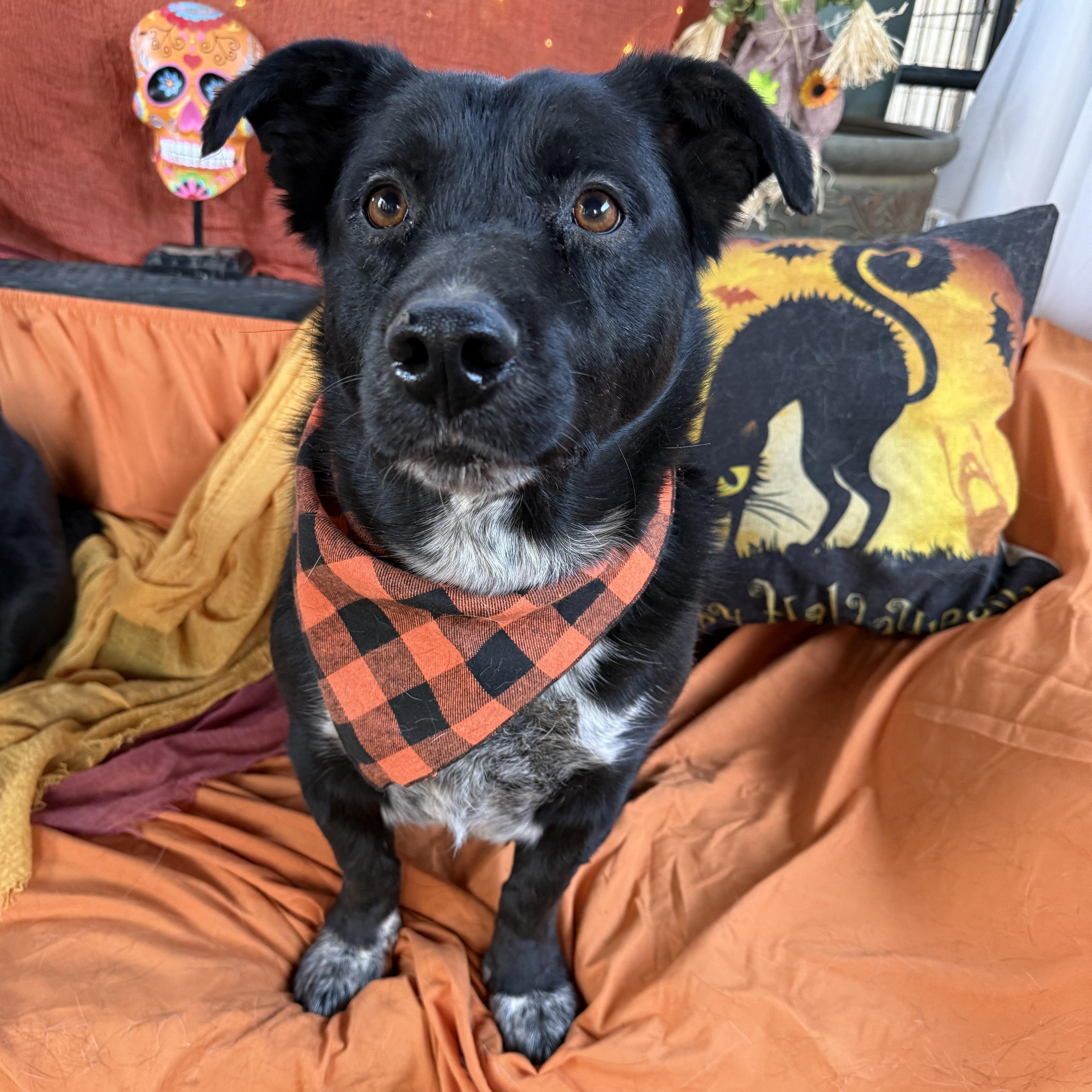 Enlarge Austin, happy, lab retriever, corgi mix, a Adoptable mixed breed in Acton, CA image 2/5