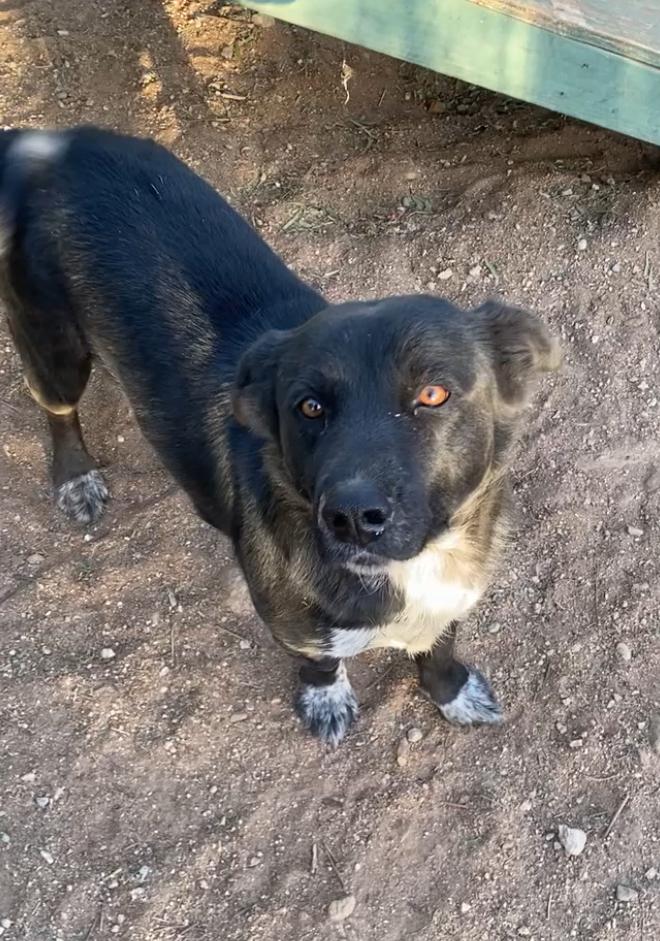 Austin, happy, lab retriever, corgi mix