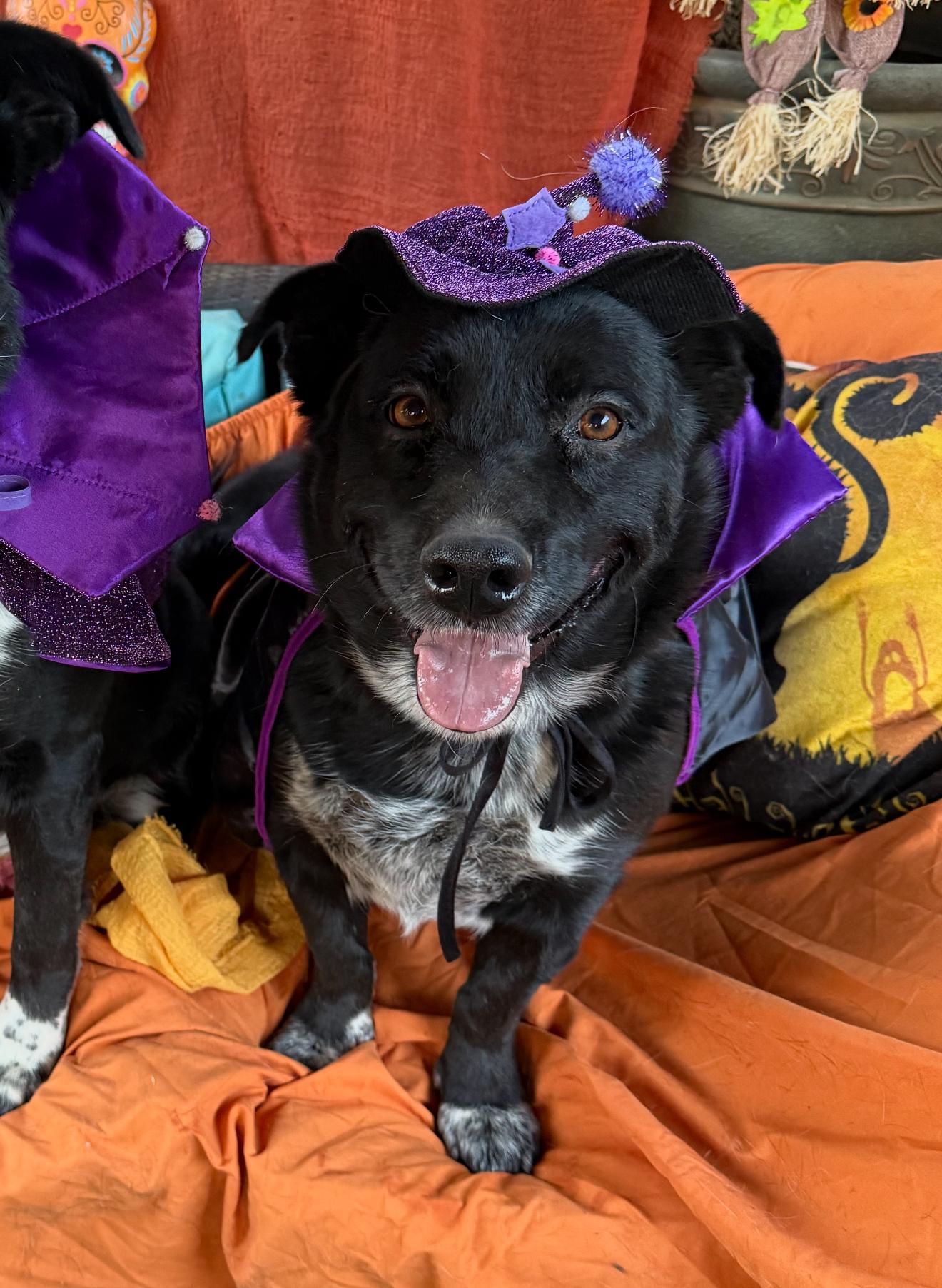 Enlarge Austin, happy, lab retriever, corgi mix, a Adoptable mixed breed in Acton, CA image 1/5